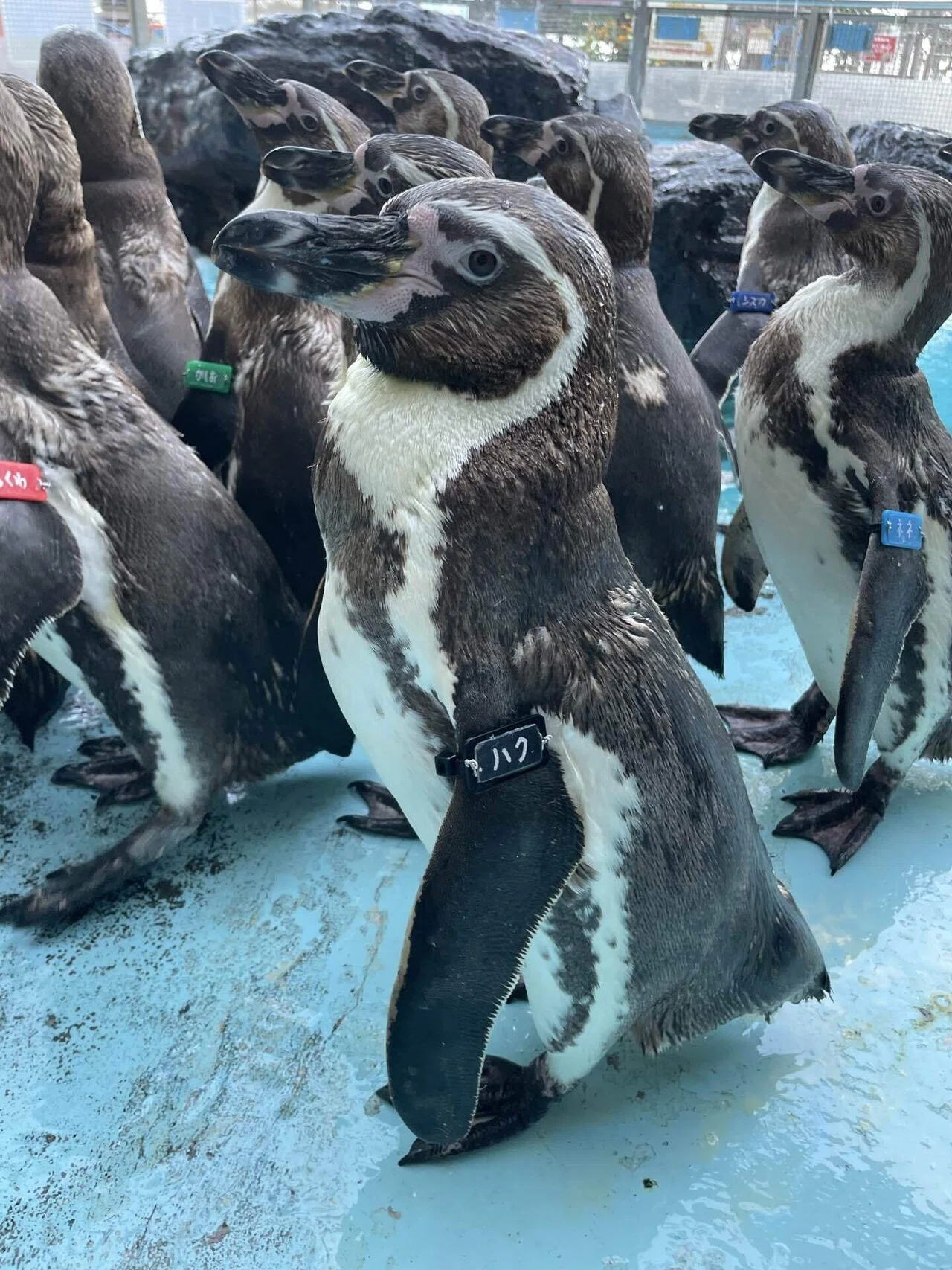 ある個体のある行動理由について考えてみる🤔｜桂浜水族館 公式