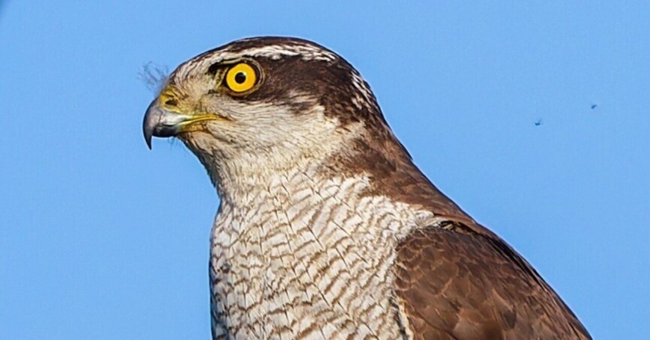 獲物を狙うオオタカ｜神戸の野鳥note@きたの みつよし