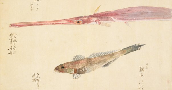 秀抜な江戸の写生図譜でみる日本人と魚の歴史（『美し、をかし