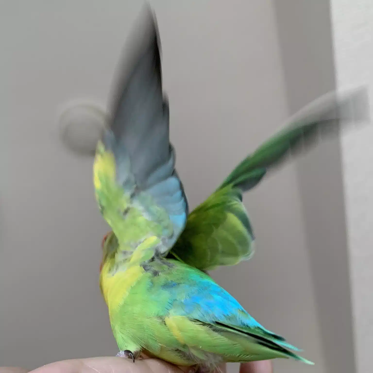まつかぜ