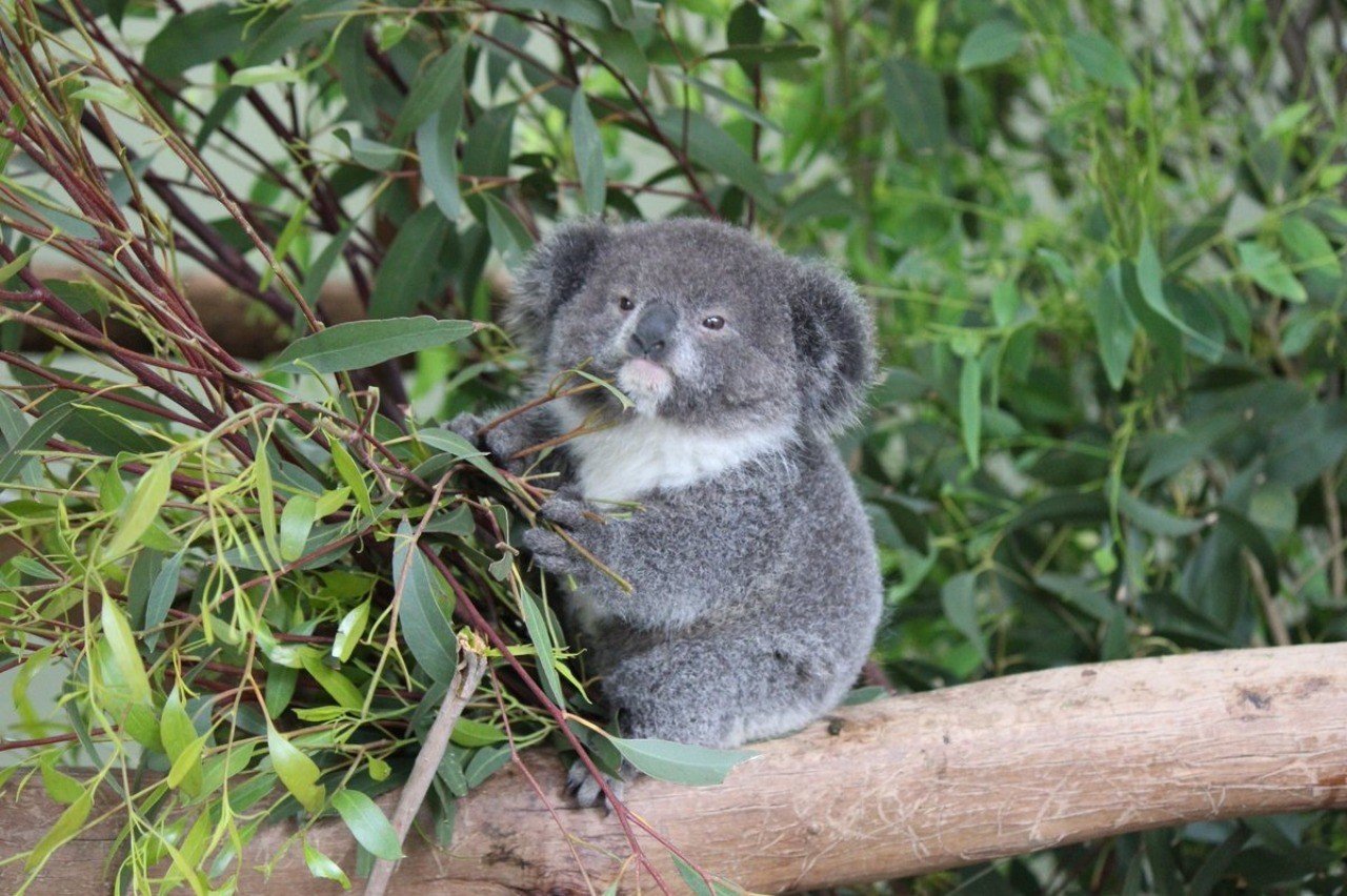 96f1192f511fdc81d7945fd8a3b8c1