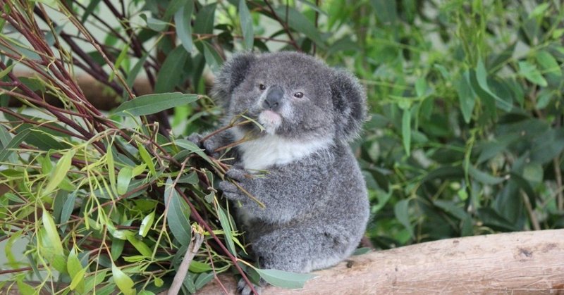 オーストラリアで一番沢山コアラをみることができるスポット「ロンパイン」