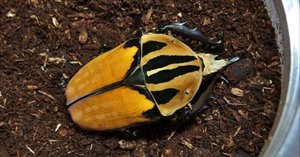 ポリフェムスオオツノカナブンの飼育記録【2012～2016】｜AKECHI