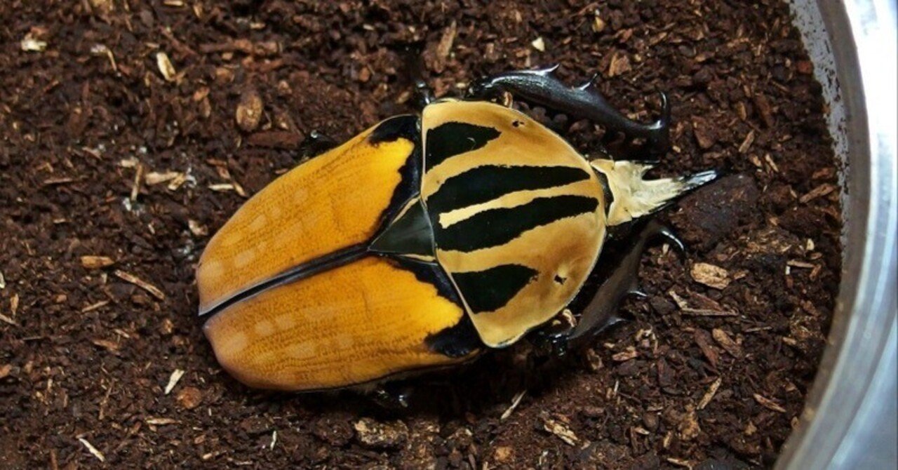 WD】オーベルチュールオオツノカナブンの飼育記録【2015～2016】｜AKECHI