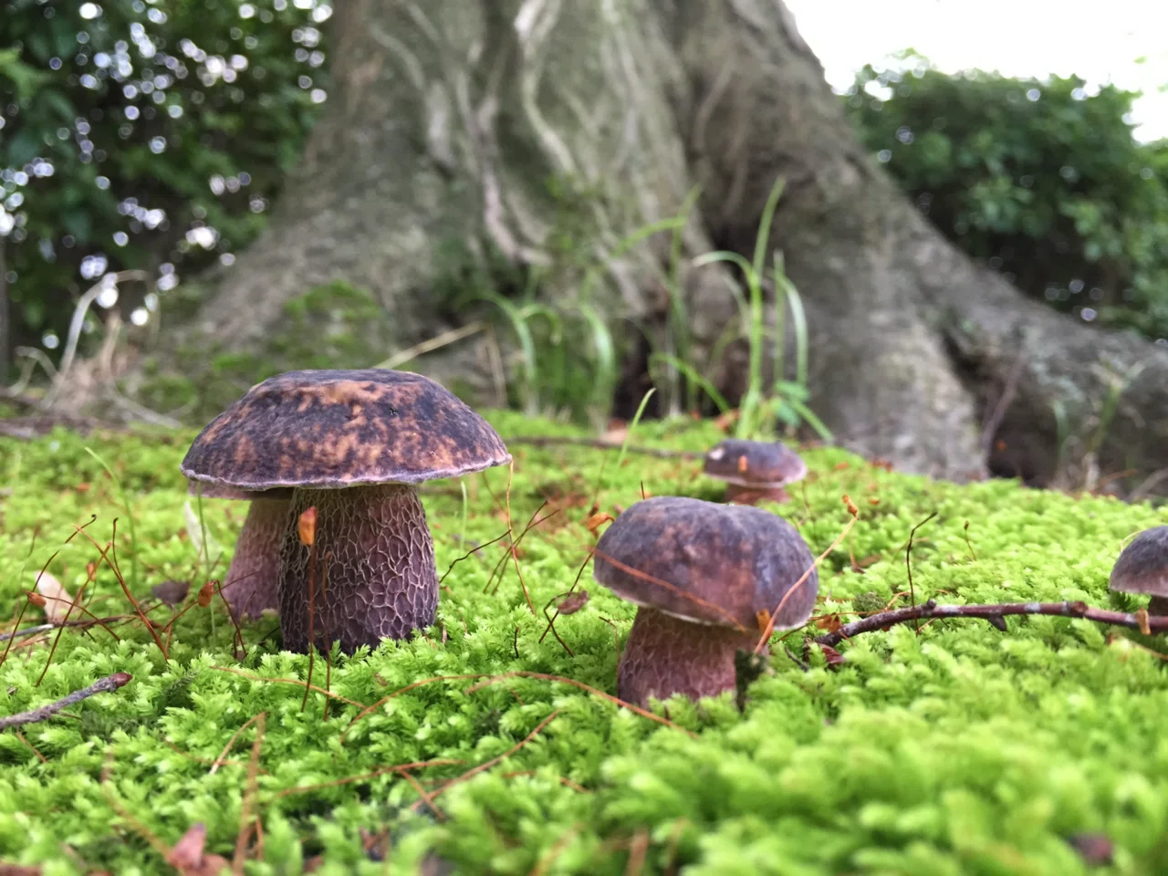 ポルチーニは公園で その3 ムサラキヤマドリタケ｜ゆたし