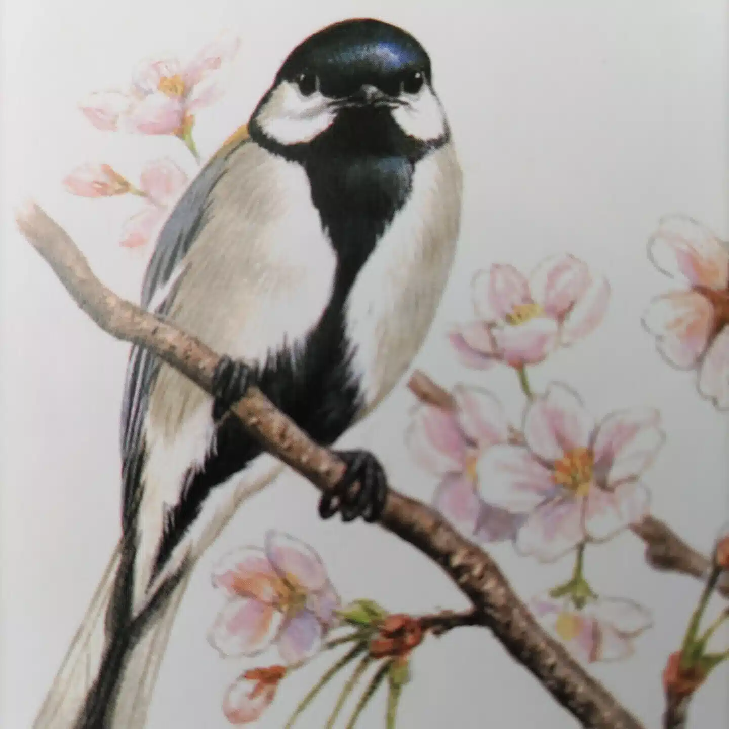 シジュウカラ