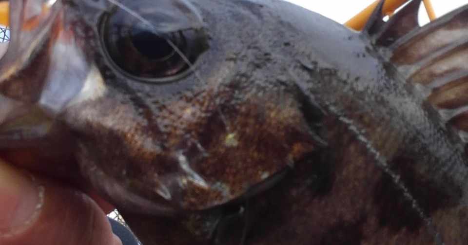 メバリング デイゲーム やすむろたかし Note