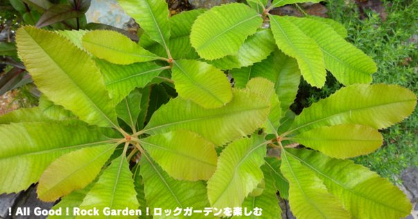 エキノドルス　ビッグベアー　特大株 チャーム（ペット） （水草）エキノドルス ビッグベアー 東南便
