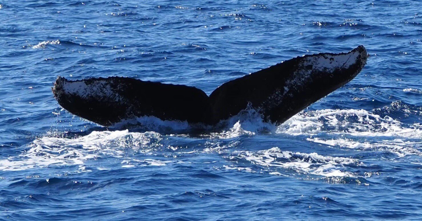 奄美大島wheal swim🐳｜Nagi