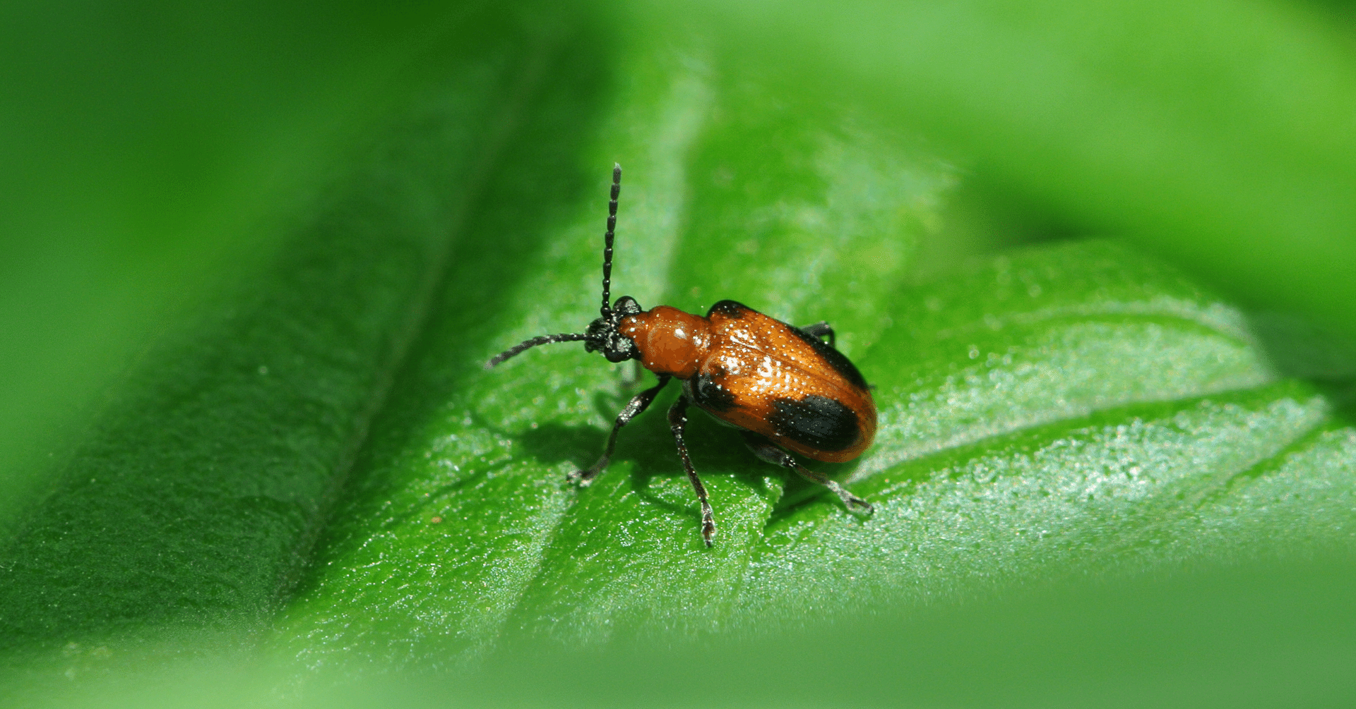 アカクビボソハムシ｜INSETTO