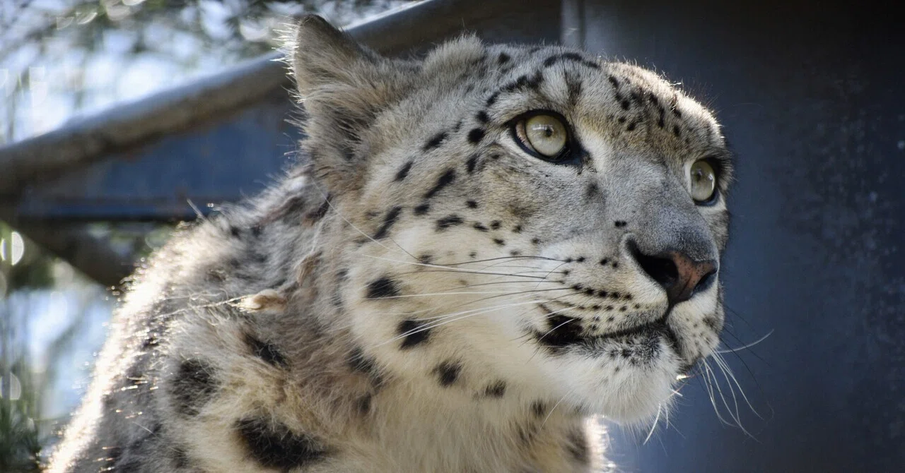 秋田市大森山動物園 / Akita City Omoriyama Zoo(Akita, Japan)｜N