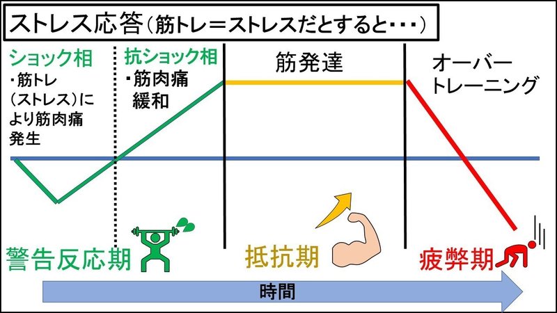 図解 筋トレ基礎知識 筋肉発達の仕組み フリート Note