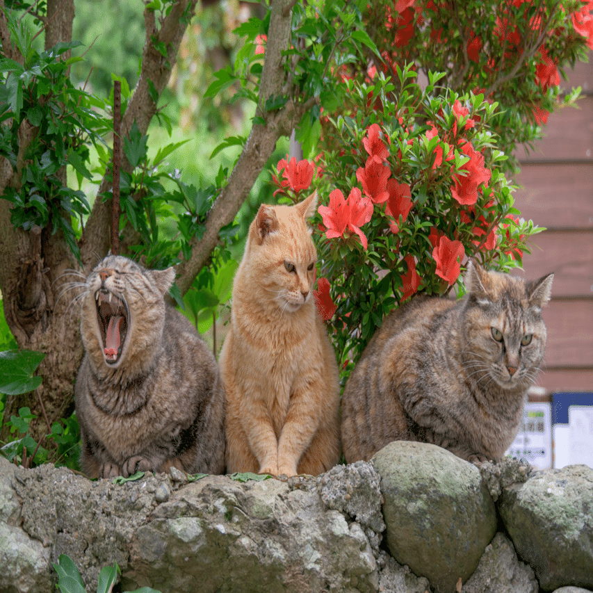 花とねこ｜深島ねこだより #3｜でぃーぷまりん