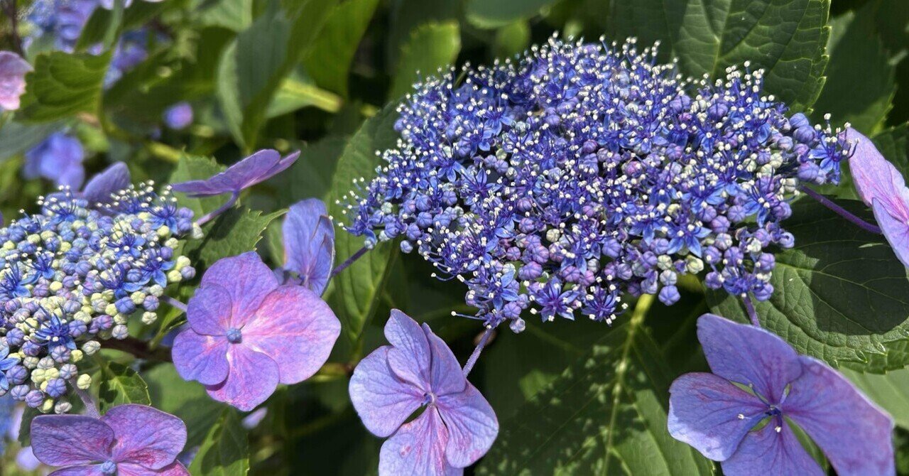 紫陽花｜yokko333
