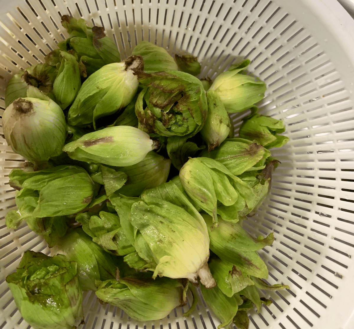 山菜　ふきのとう　新潟県産　採れたて新鮮発送　 茎、花　200g フキ味噌 山菜 ふきのとう 新潟県産 採れたて新鮮発送 茎、花 200g フキ味噌