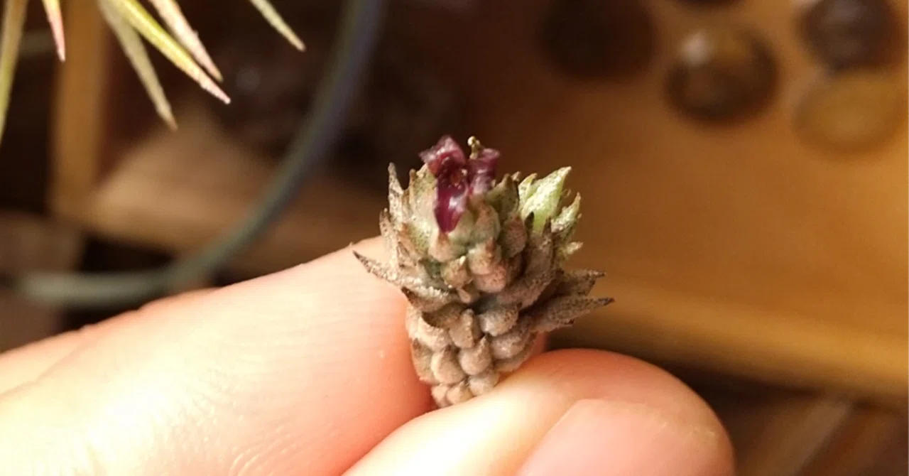 チランジア入荷リスト6/11｜NatureGarden🌿神田
