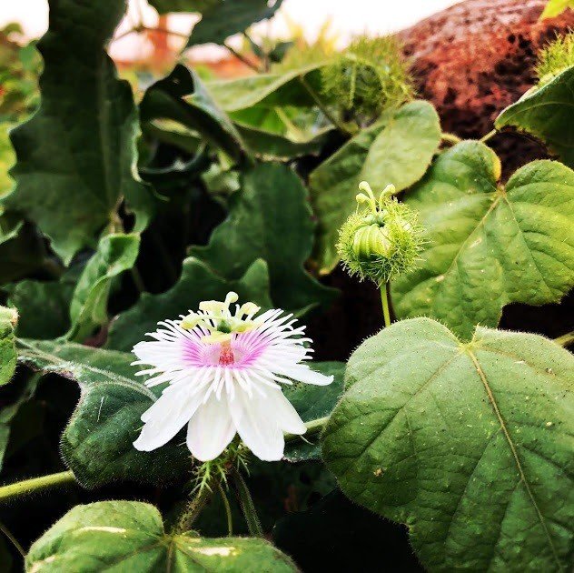 抗不安対策に パッションフラワー Kohji 南ラオス自然農園 Note