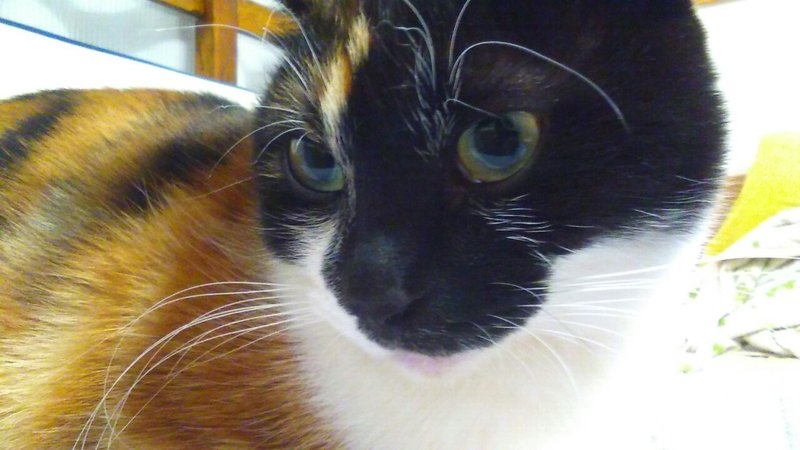 猫のひげ ボンボン Note 猫のひげ ボンボン Note