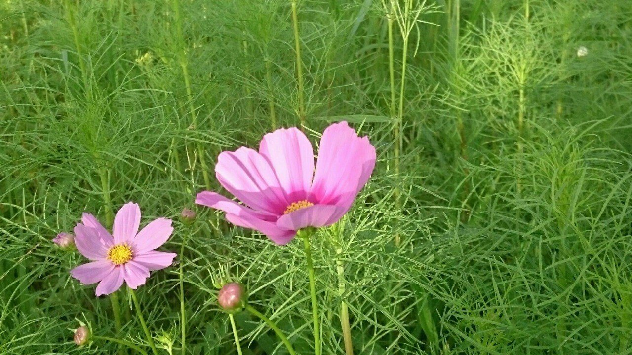 恩師への手紙 はっちゃん Note