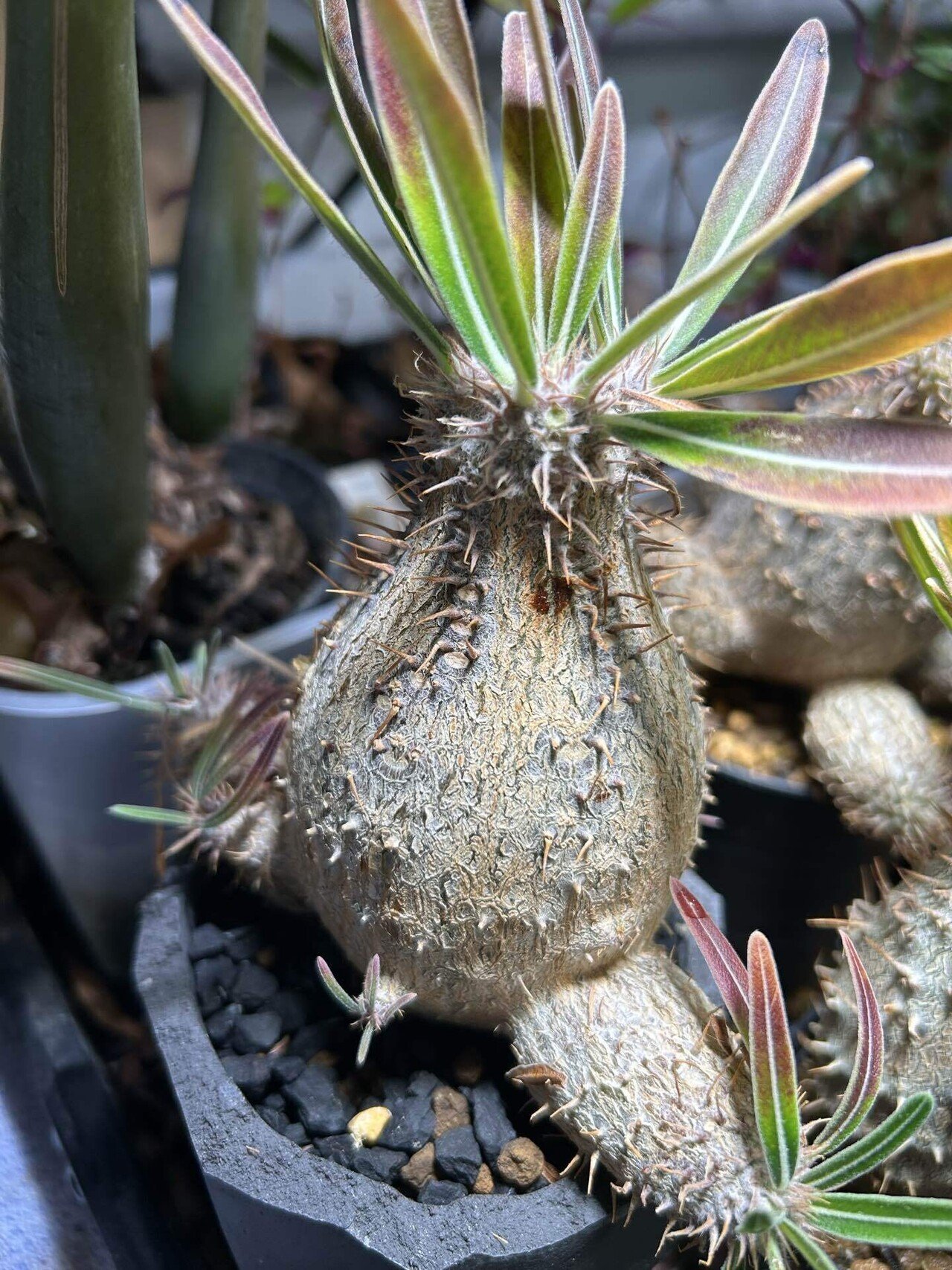 9530 「評価値2万越え御礼企画開催」パキポディウム グラキリス