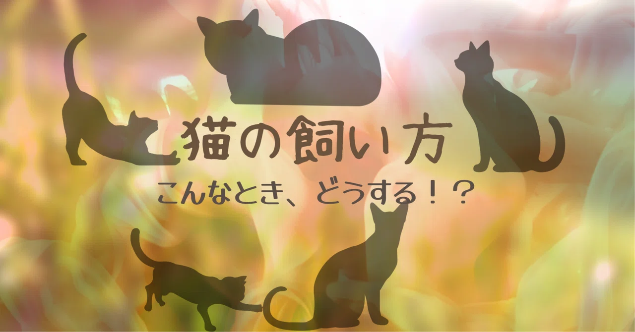 Wrid Num My cat's bathroom habits are a bit strange!|こはく
