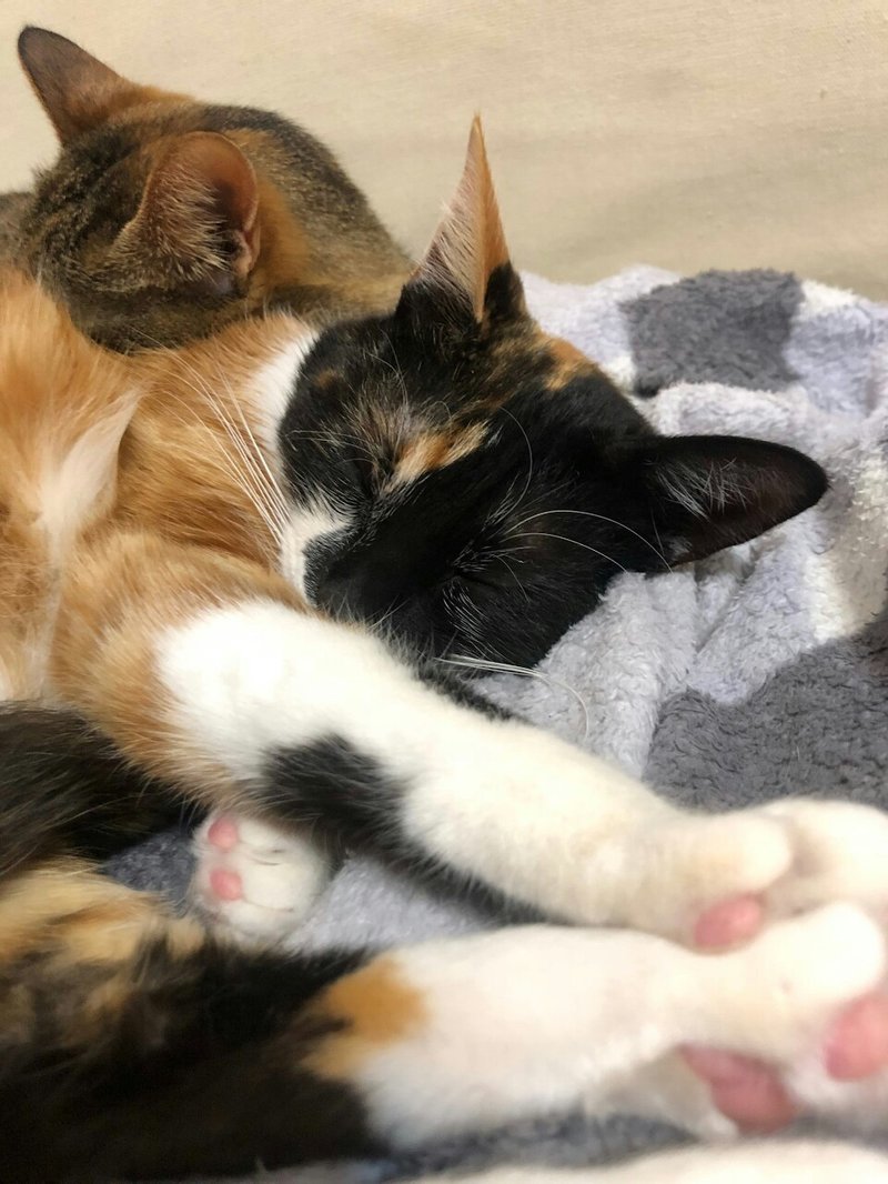 猫のひげ ボンボン Note