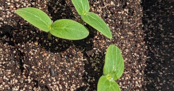 ミニサイズモノメタルモデル「木花咲耶(コノハナサクヤ)」｜en