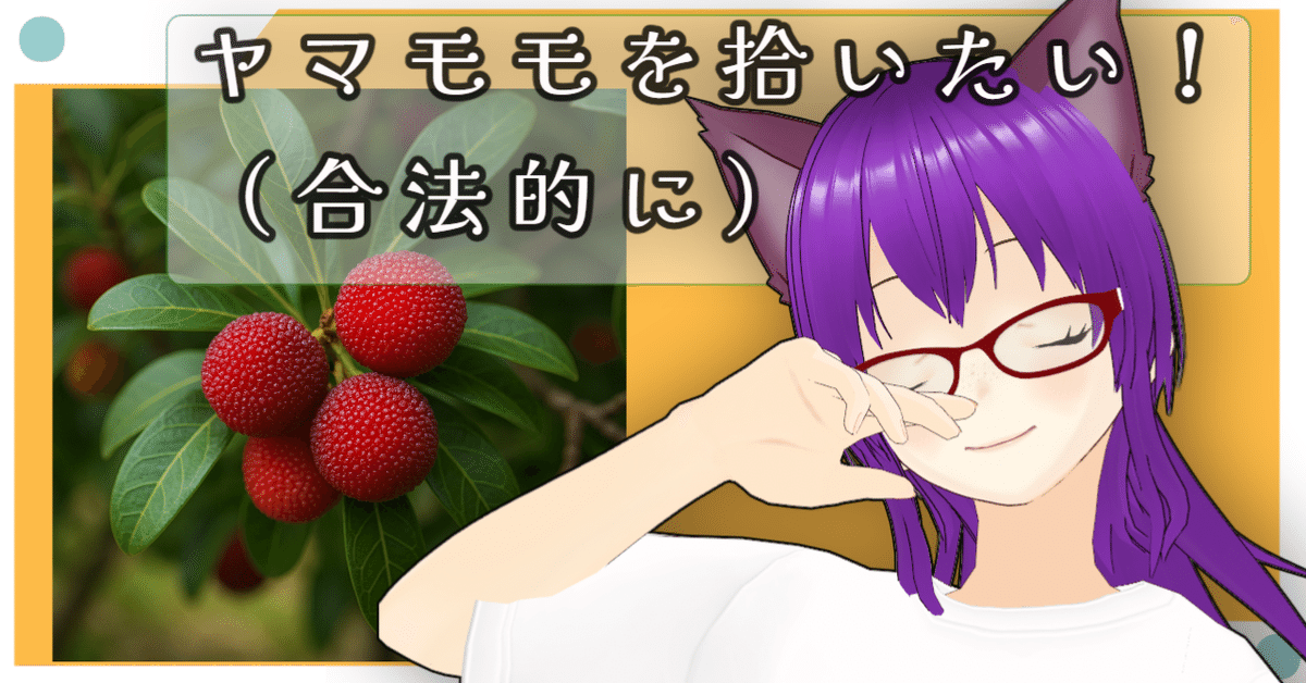 ヤマモモ　10キログラム　28日15時摘み 🍒ヤマモモを拾いたい！（合法的に）｜くうねると