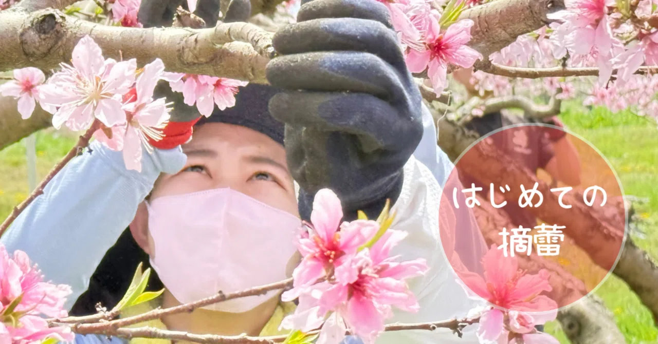 2025 北信りんごの里 A日程 桃の花摘み（摘蕾）作業を初めて手伝う