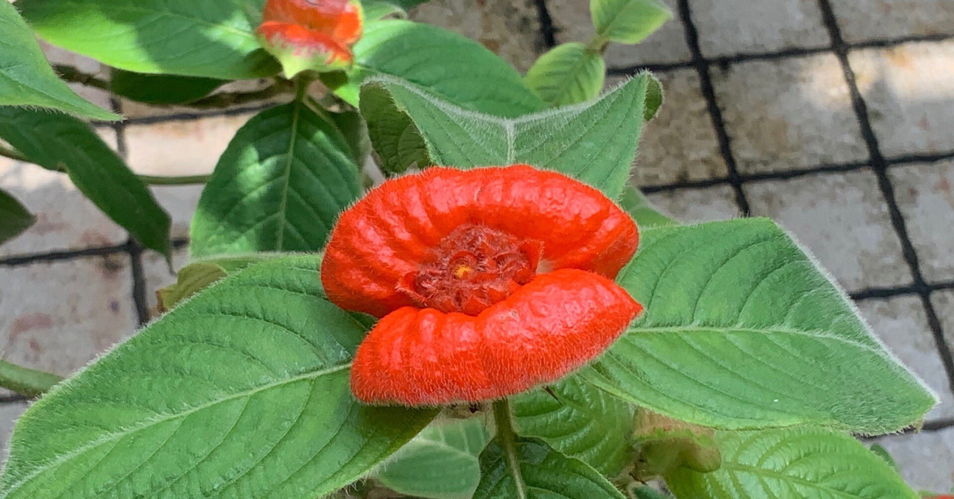 ホットリップスと奇想天外など（京都府立植物園）：2025年6月28日（土