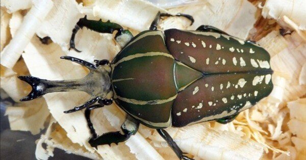 ポリフェムスオオツノカナブンの飼育記録【2012～2016】｜AKECHI