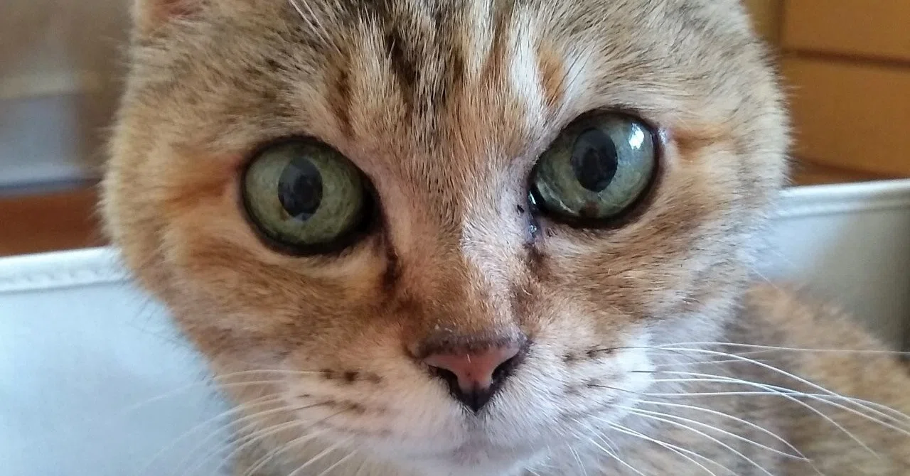 猫の高血圧 ともえねこ Note