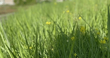 隣の芝が青くていい。自分の芝が青いと感じられるかどうかだ