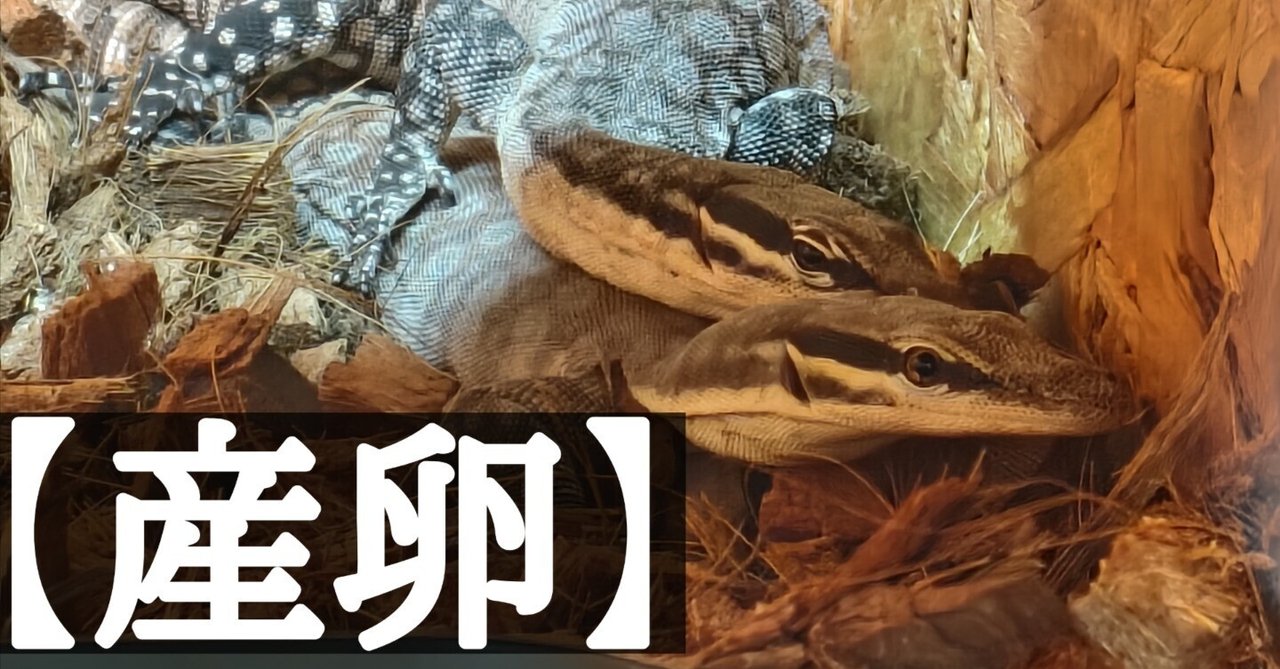 キンバリーロックモニターの産卵④｜【長州養鱗庵】(chushu