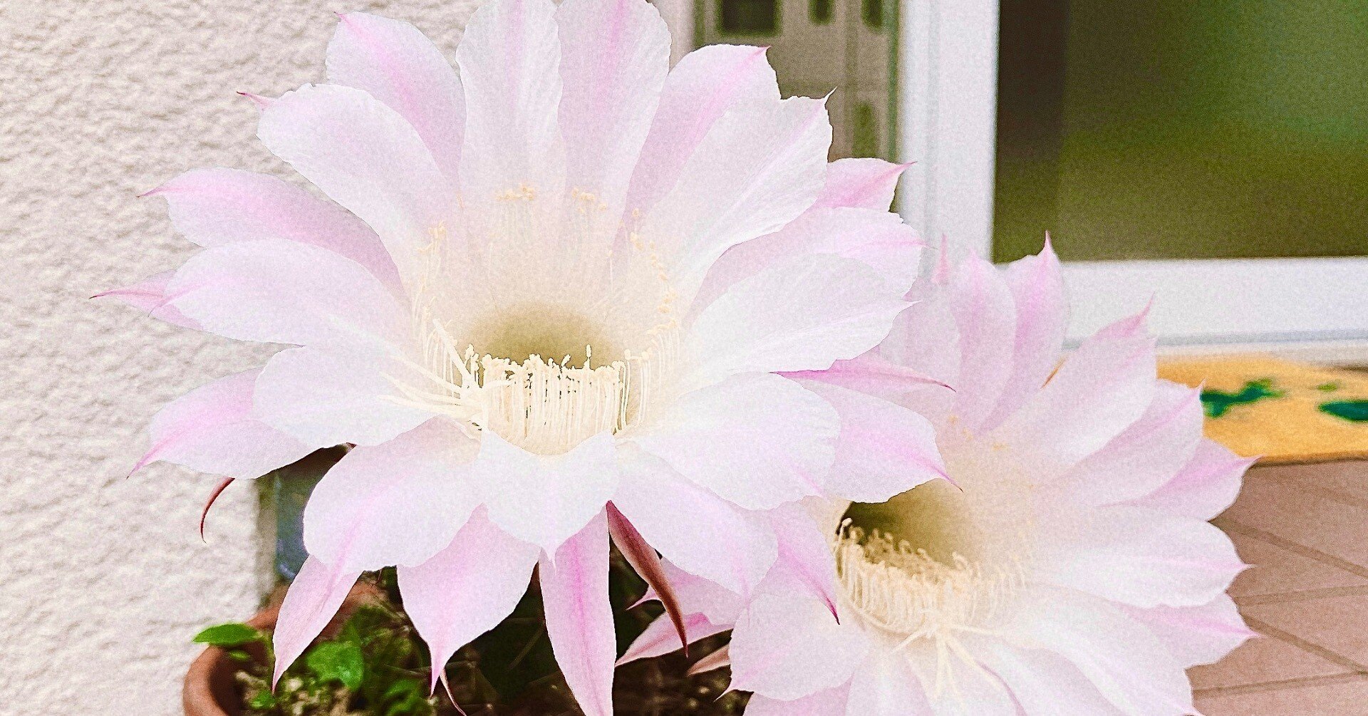 1年に1度、1日限定！サボテンの花♪｜6月20日｜#117｜おわん