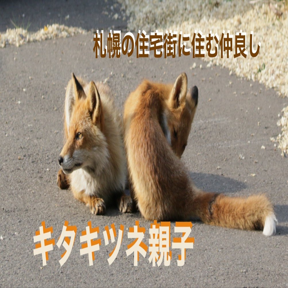 札幌の住宅街に住む仲良しキタキツネ親子Friendly Ezo Red Fox family