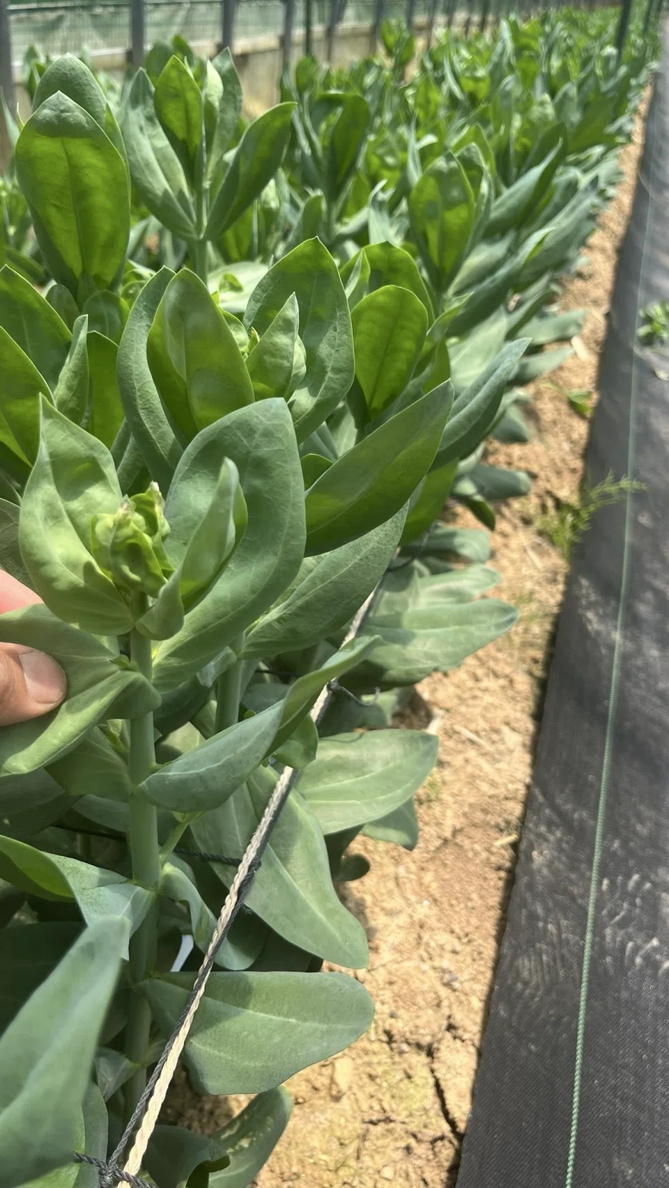 トルコキキョウ、すくすく成長中🌱｜福岡 切り花農家｜タカセ花園