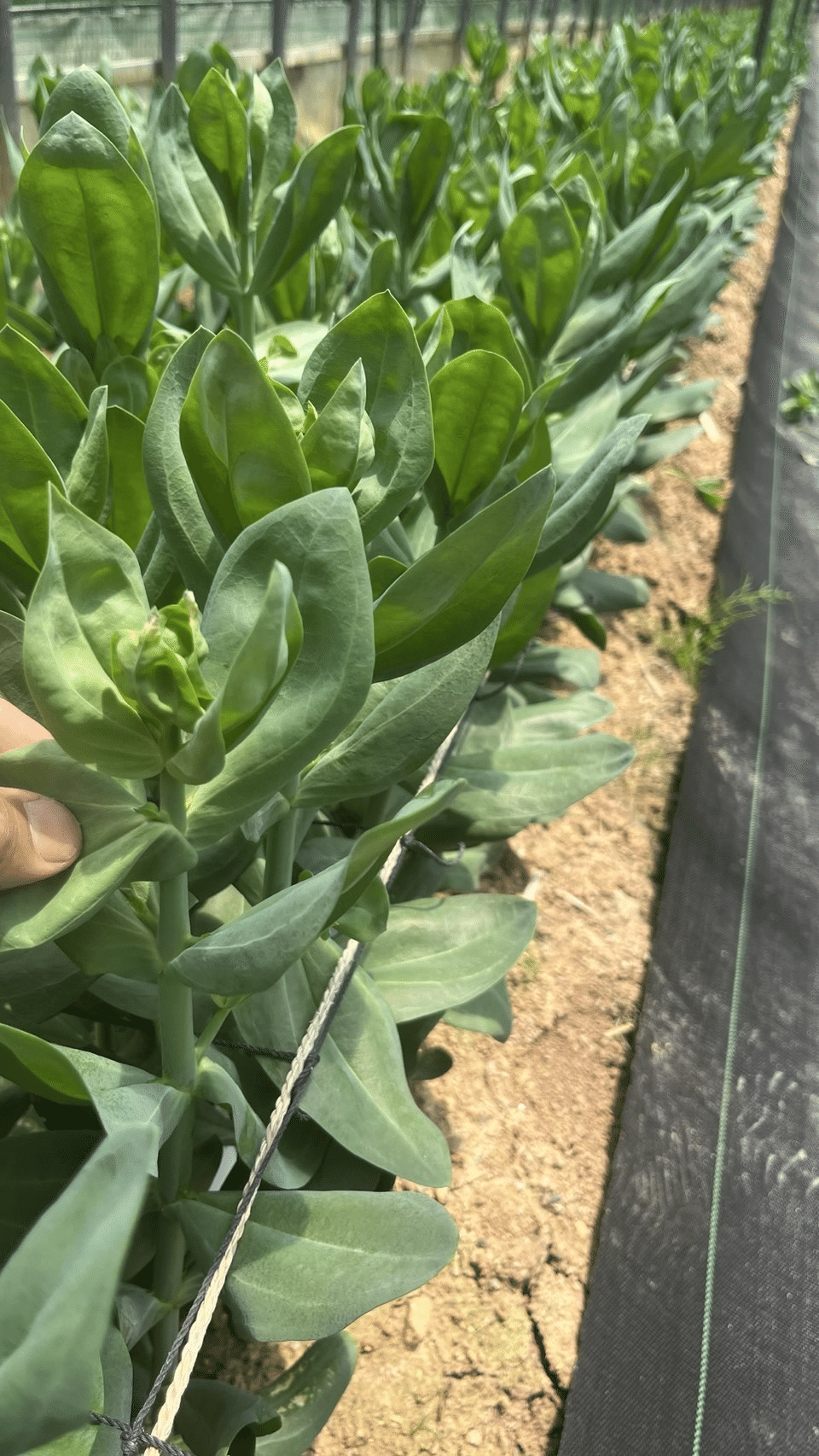 トルコキキョウ、すくすく成長中🌱｜福岡 切り花農家｜タカセ花園