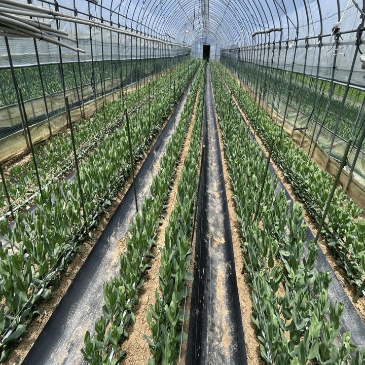 トルコキキョウ、すくすく成長中🌱｜福岡 切り花農家｜タカセ花園