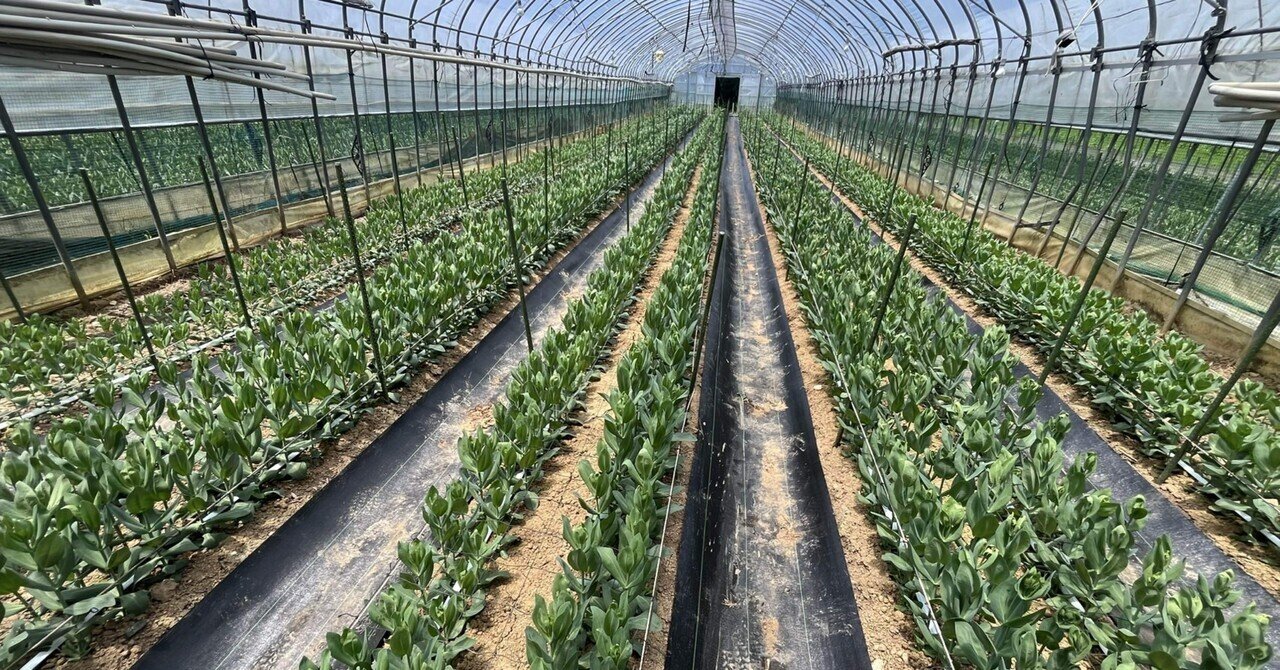 トルコギキョウをつくりこなす : 自生地に学ぶ高品質栽培 トルコギキョウをつくりこなす : 自生地に学ぶ高品質栽培