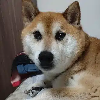 のじゃる丸