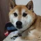のじゃる丸