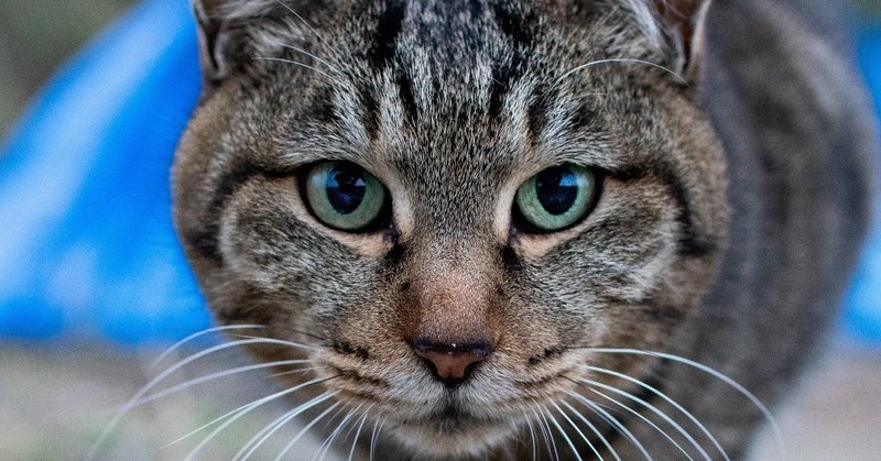 猫の日特別企画 猫写真 Vs 赤ちゃん 乳児 の 撮影方法における共通点や違いなど Hayatobell ねこloveなフォトグラファー Note 猫の日特別企画 猫写真 Vs 赤ちゃん 乳児 の 撮影方法における共通点や違いなど Hayatobell ねこloveなフォトグラファー Note