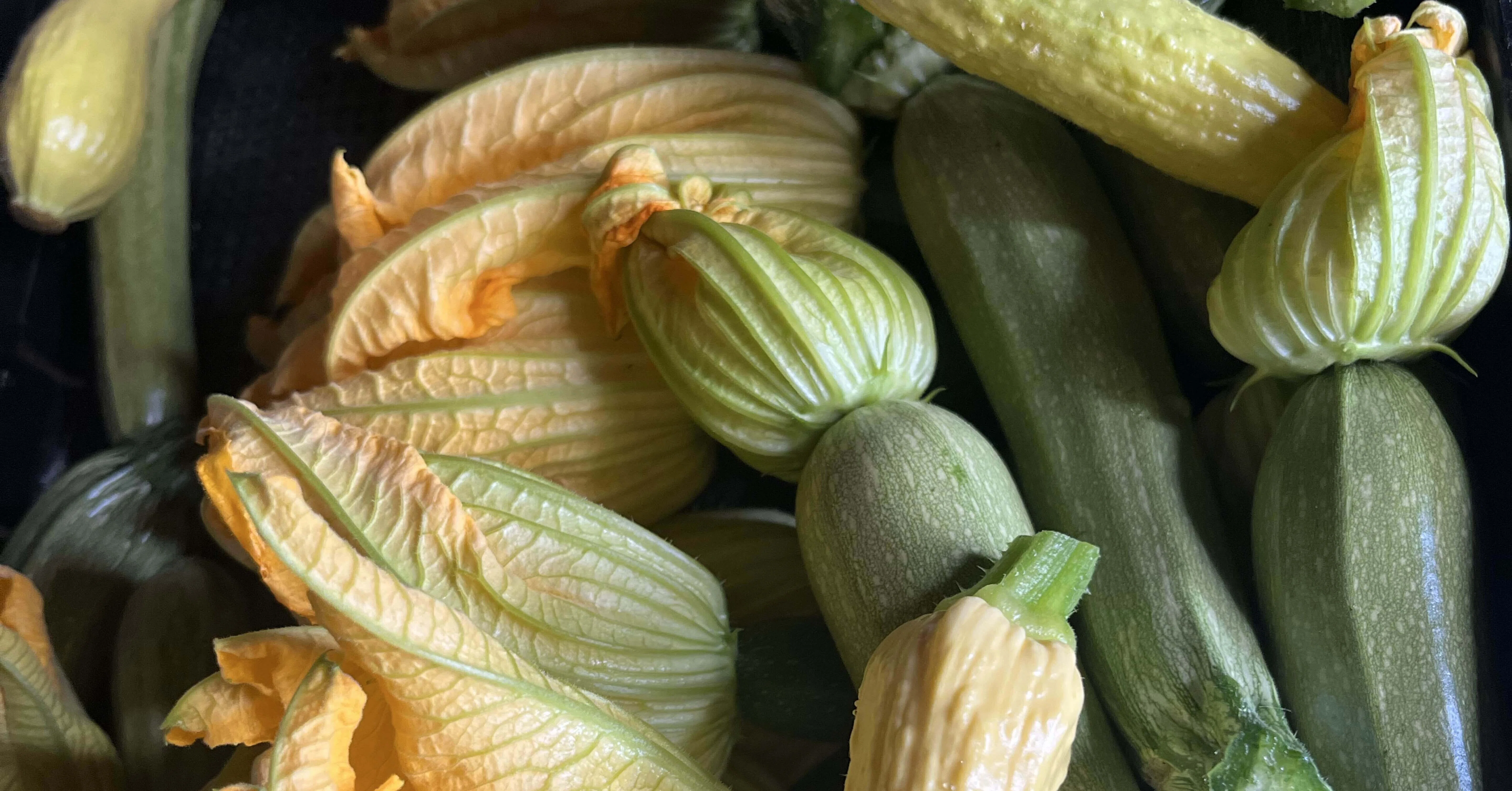 vegetable_artwork｜note