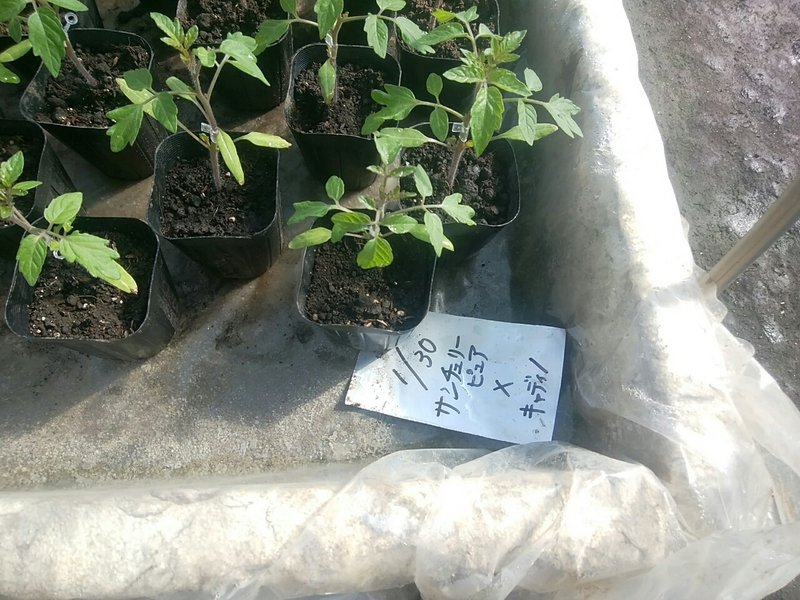 スイカの苗そろそろ植えるよ オオハラケイ 新規就農研修中 Note スイカの苗そろそろ植えるよ オオハラケイ 新規就農研修中 Note