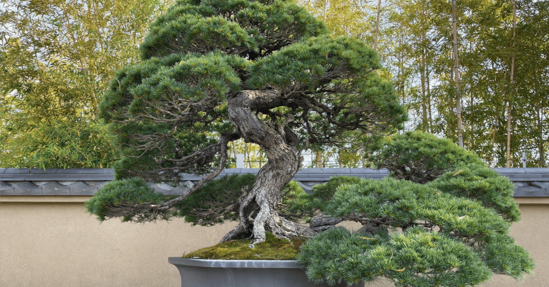 休職日記㉛】ドキュメント72時間「盆栽 鉢の中の小さな宇宙」を見て