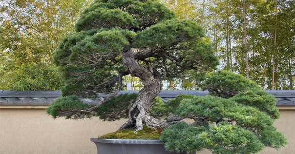 植物への新しいまなざし : ゲーテ=シュタイナー的植物観察術