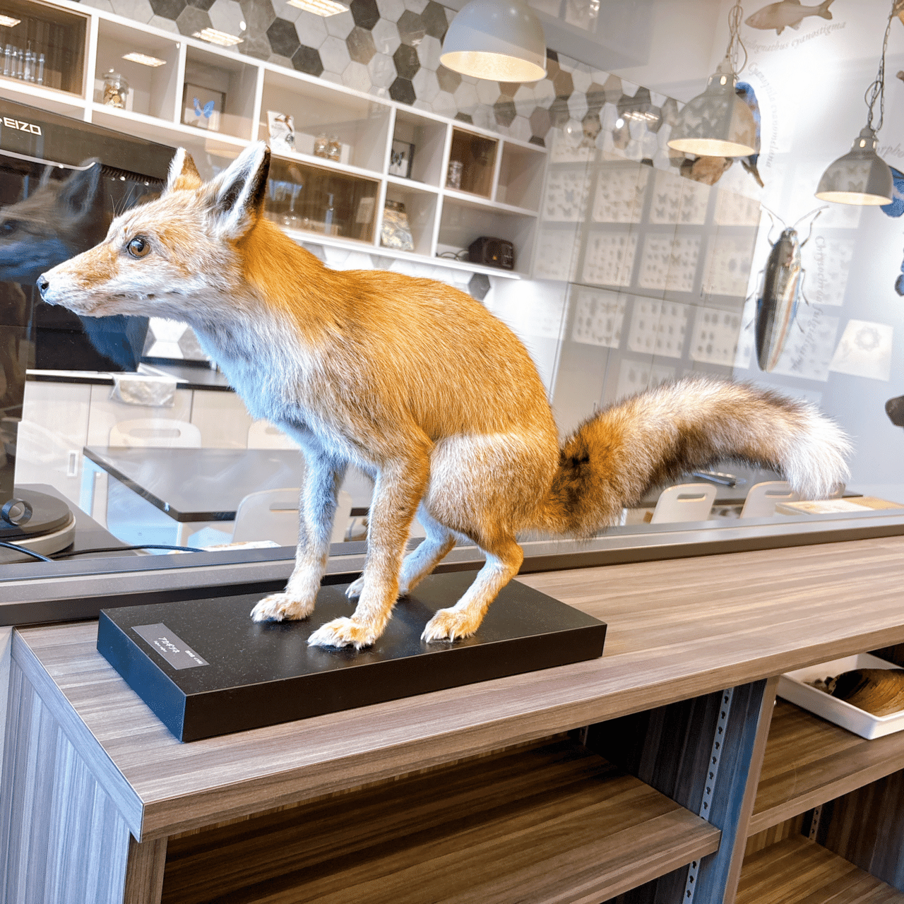 琵琶湖博物館｜まろりん