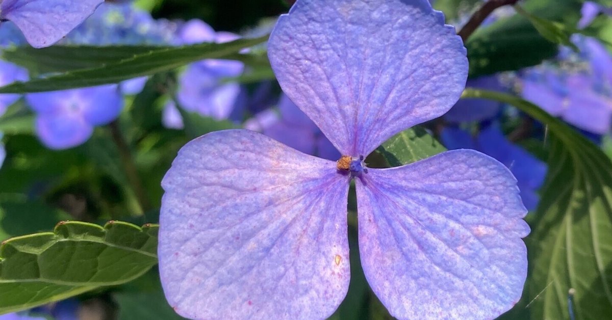 ゼニス新作モデル 紫陽花（アジサイ）の花脈（かみゃく）の表情に 南河内郡太子町 絵画