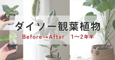 キャンプギア断捨離中 ウンベラータ　　リーフツリー　ウンベラータ8号 imgrc0076670589.jpg?fitin=272:272